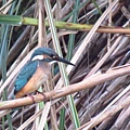 三坑自然生態公園之亂槍打鳥 (3).JPG