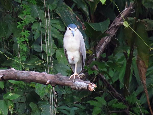 三坑自然生態公園之亂槍打鳥 (13).JPG