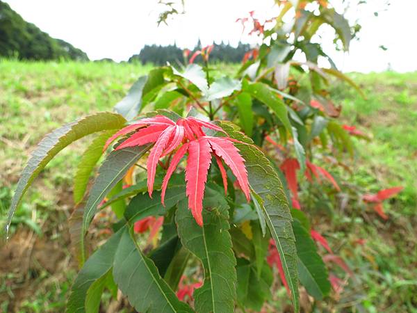 熊空茶園 臺灣農林 (9).JPG