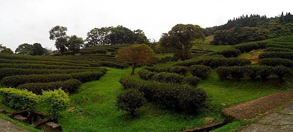 熊空茶園 臺灣農林 (17).jpg