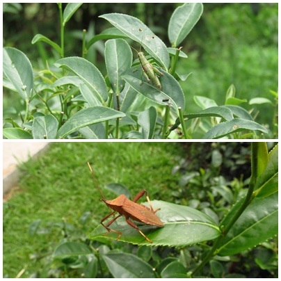 熊空茶園 臺灣農林 (26).jpg