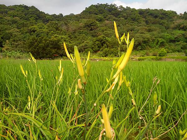 騎鐵馬賞韭菜花 (20).jpg