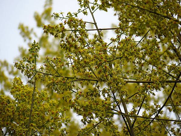 大溪埔頂公園欒花開 (12).JPG