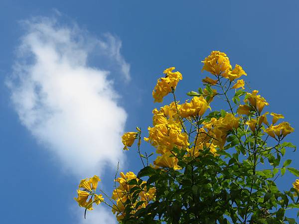 石園路上之黃鐘花 (11).JPG