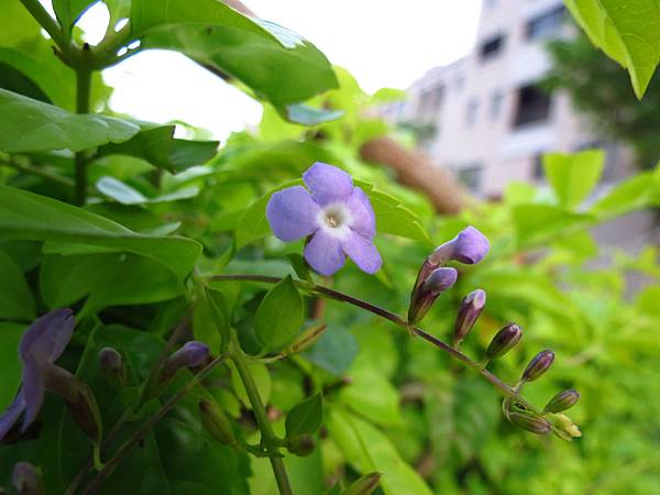 八德 福興社區公園 東興宮 (10).JPG