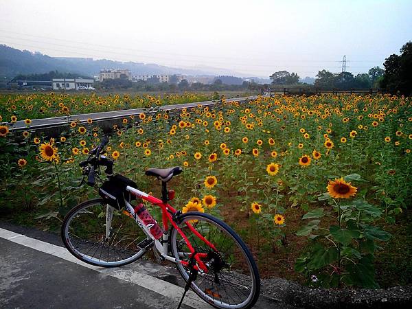 騎車賞花趣 (7).jpg