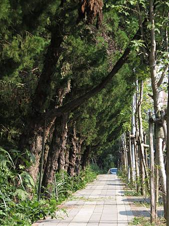 石門高線楓林步道 (1).JPG