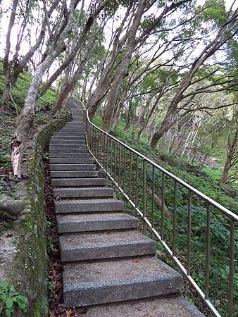 石門高線楓林步道 (8).JPG