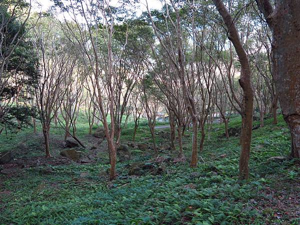 石門高線楓林步道 (11).JPG