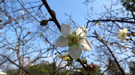 角板山行館賞梅花 (10).JPG