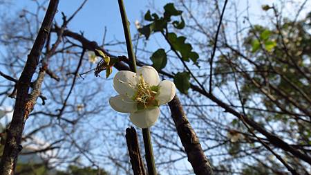 角板山行館賞梅花 (11).JPG