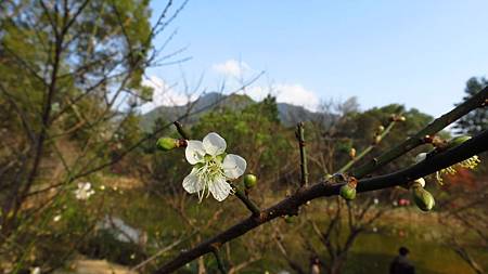 角板山行館賞梅花 (12).JPG