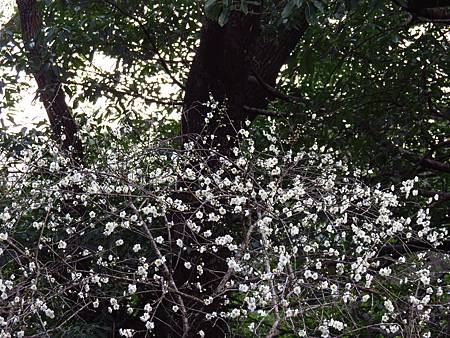 角板山行館賞梅花 (30).JPG