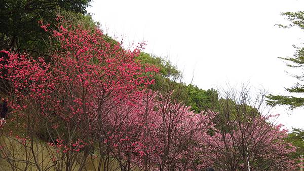 壽山巖賞櫻花 (10).JPG