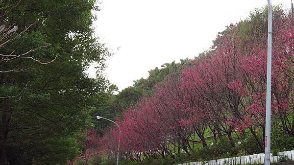 壽山巖賞櫻花 (18).JPG