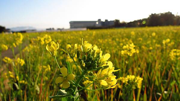 八德區建國路772巷的油菜花田 (10).JPG