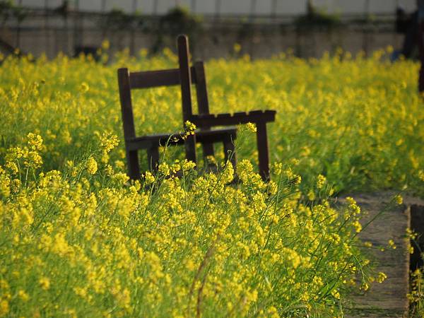 八德區建國路772巷的油菜花田 (21).JPG