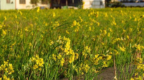 八德區建國路772巷的油菜花田 (22).JPG