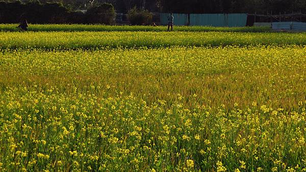 八德區建國路772巷的油菜花田 (23).JPG