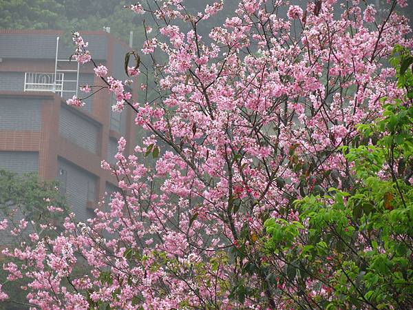 淡水楓樹湖賞木蓮花 (1).JPG