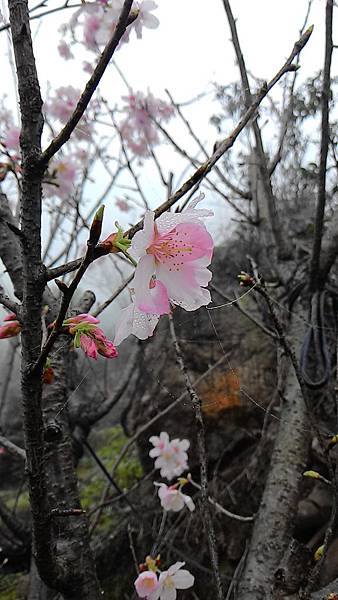 淡水楓樹湖賞木蓮花 (5).jpg