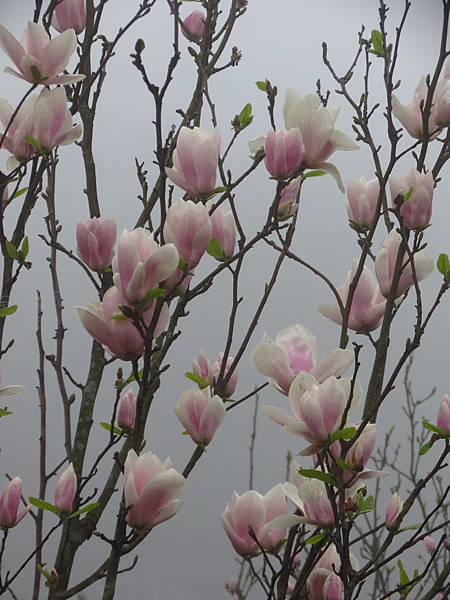 淡水楓樹湖賞木蓮花 (12).JPG