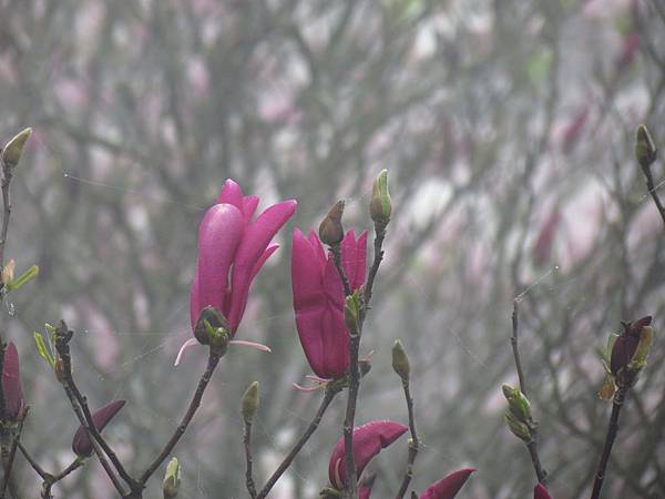 淡水楓樹湖賞木蓮花 (19).JPG