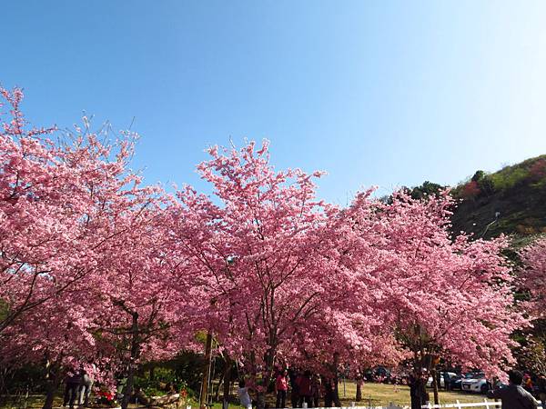 拉拉山恩愛農場賞櫻 (13).JPG