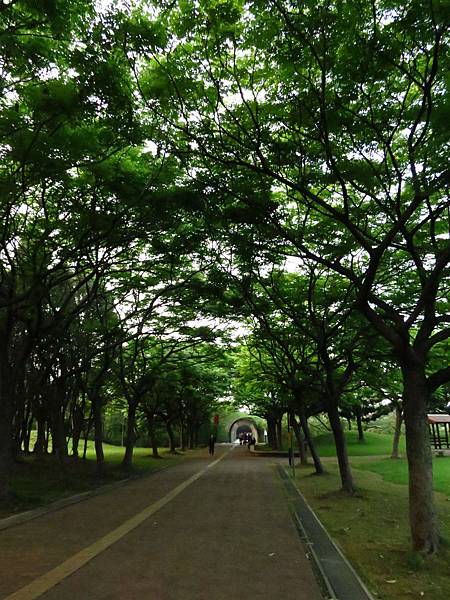 大溪埔頂公園流蘇與通泉草 (1).JPG