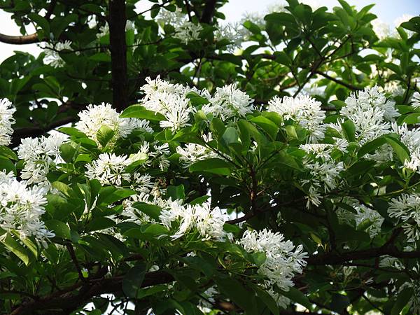 大溪埔頂公園流蘇與通泉草 (10).JPG