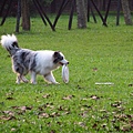 大溪埔頂公園流蘇與通泉草 (27).JPG