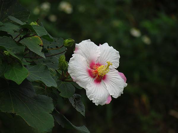 山芙蓉與青葙 (1).JPG