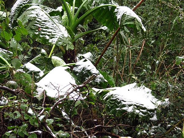 佛陀世界下雪了 (8).JPG