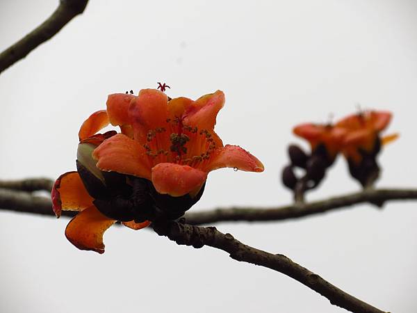 新埔 關西一日遊 (14).JPG