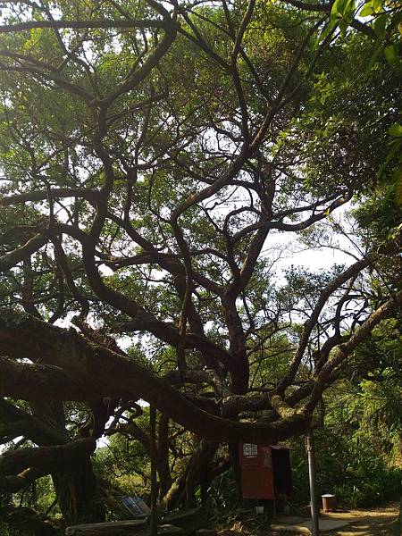 百年大榕樹及405高地 (10).jpg