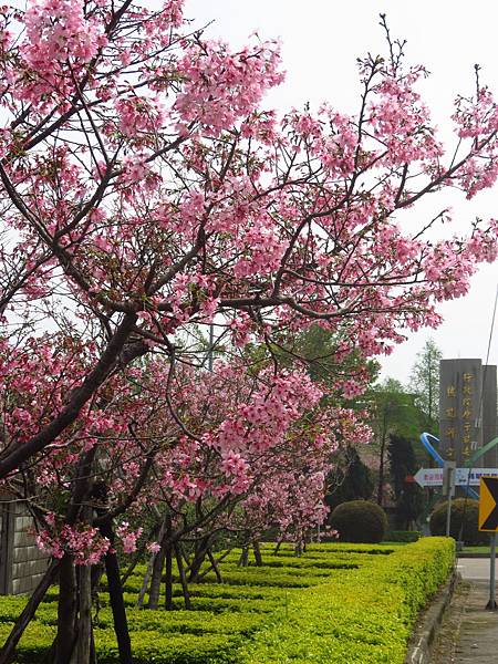 核能研究院之櫻 (1).JPG