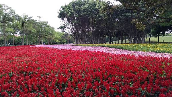 埔頂公園花海 (1).jpg