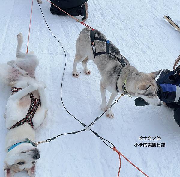 *(芬蘭極光)芬蘭旅遊/雪地桑拿馬車/哈士奇雪橇狗/聖誕老人