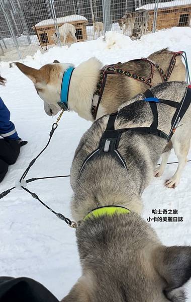 *(芬蘭極光)芬蘭旅遊/雪地桑拿馬車/哈士奇雪橇狗/聖誕老人