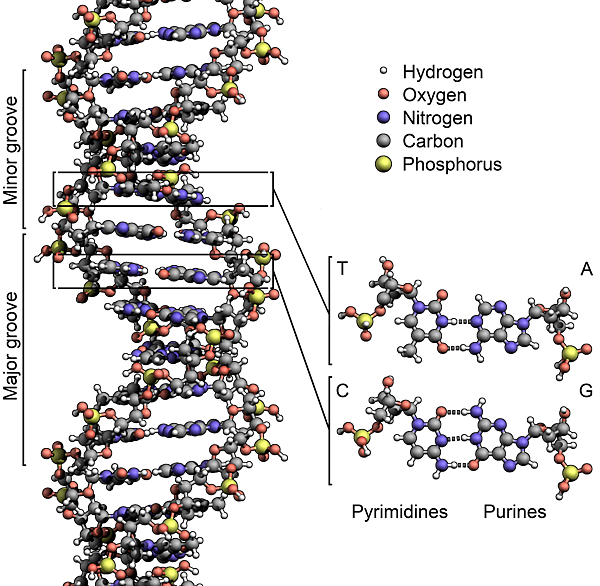 DNA_Structure+Key+Labelled.pn_NoBB DNA_Structure+Key+Labelled.pn_NoBB