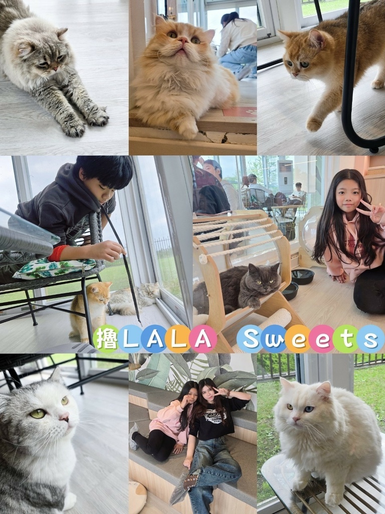 ♥【宜蘭。五結】擼LALA Sweets 宜蘭店X貓咪咖啡廳