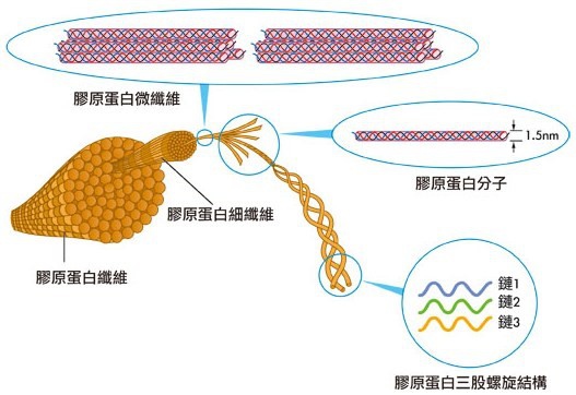 膠原蛋白.jpg