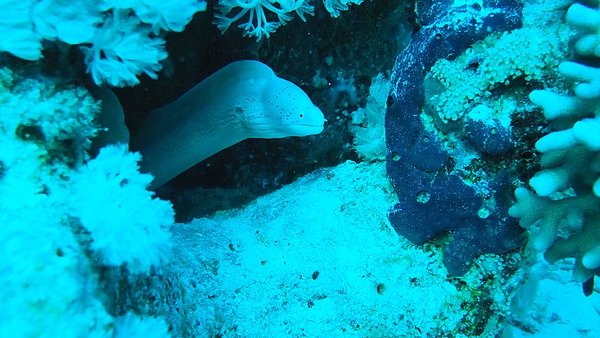 hello eel