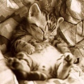 sleep_cat.jpg