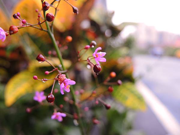 雨