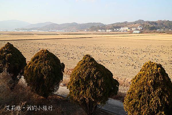 【韓國・順天】順天灣濕地・超夢幻的蘆原和驚艷的侯鳥棲息地