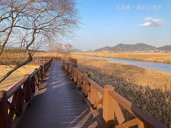 【韓國・順天】順天灣濕地・超夢幻的蘆原和驚艷的侯鳥棲息地