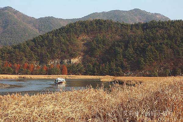 【韓國・順天】順天灣濕地・超夢幻的蘆原和驚艷的侯鳥棲息地