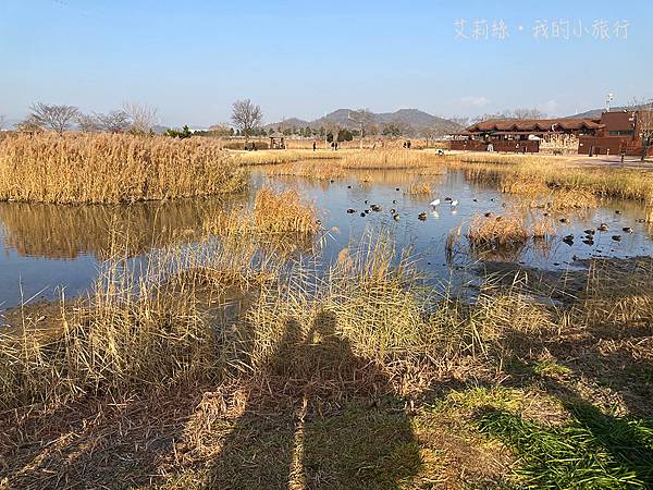 【韓國・順天】順天灣濕地・超夢幻的蘆原和驚艷的侯鳥棲息地