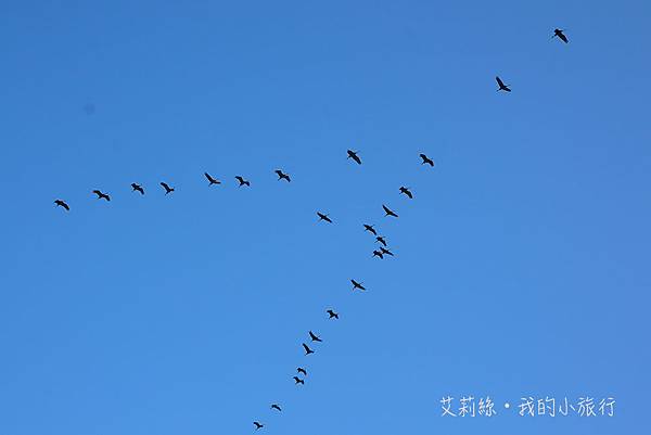 【韓國・順天】順天灣濕地・超夢幻的蘆原和驚艷的侯鳥棲息地